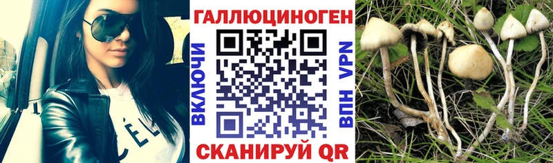 Псилоцибиновые грибы Psilocybine cubensis Нолинск